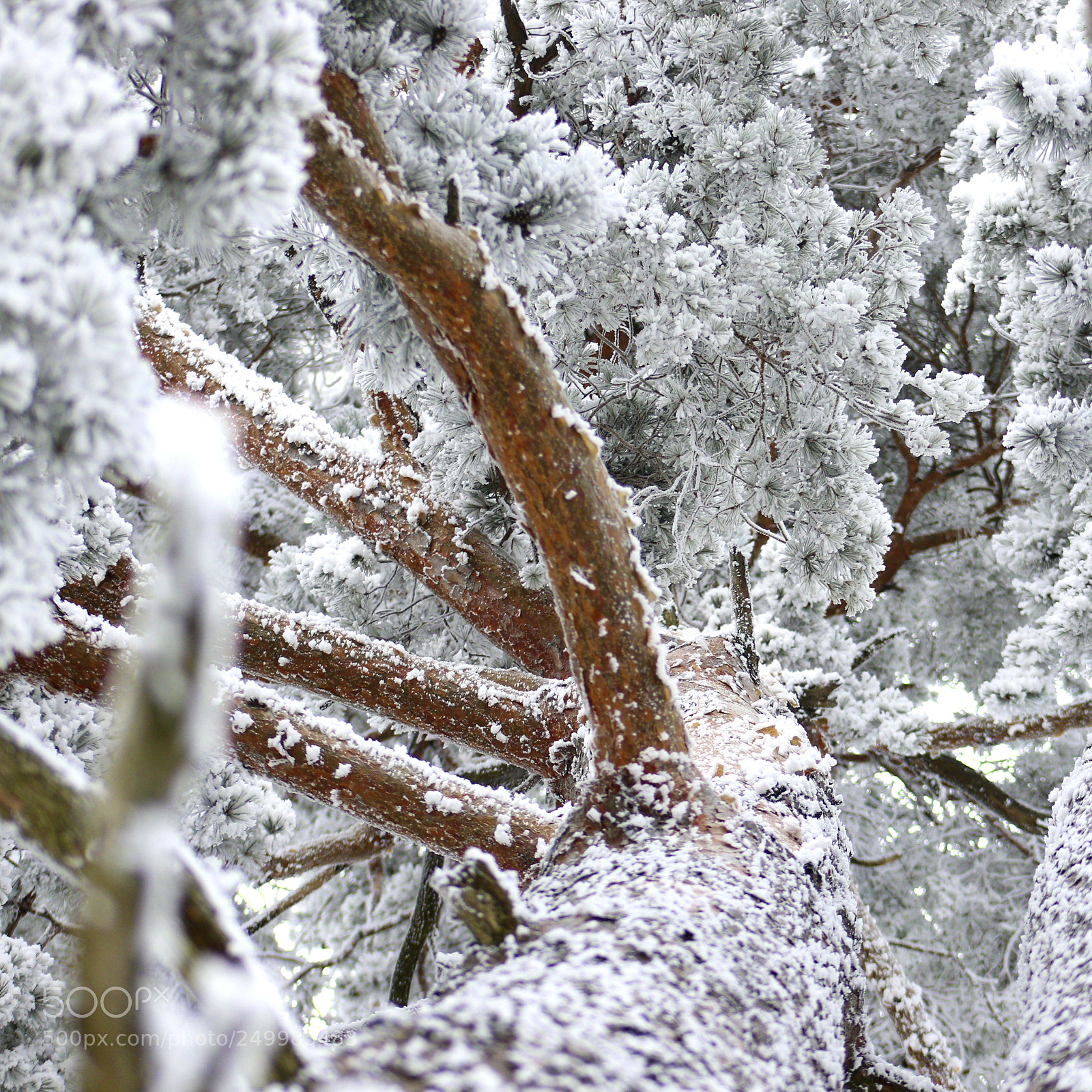 Canon EOS 70D sample photo. ~ winter ~ photography