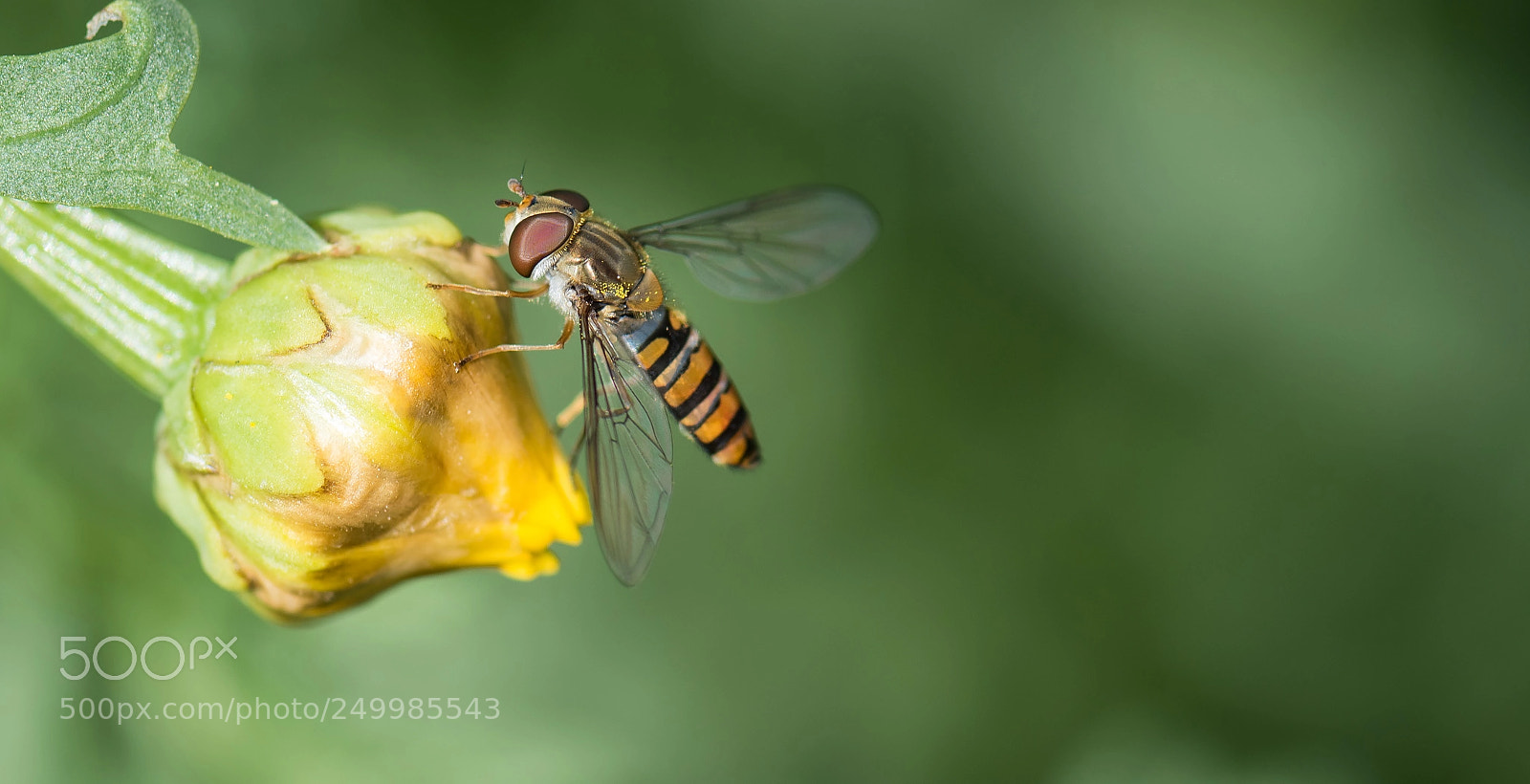 Nikon D810 sample photo. A bug's life photography