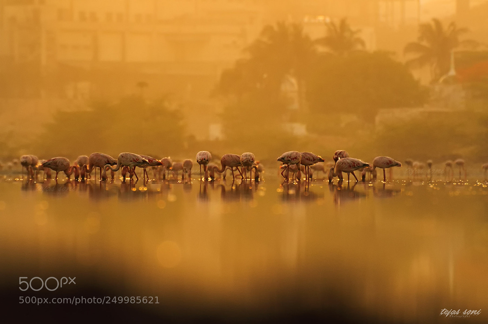 Canon EOS 7D sample photo. Lesser flamingo photography
