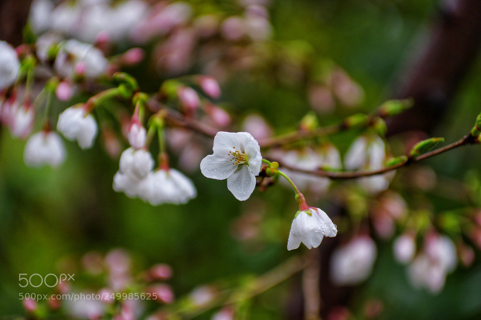 Pentax K-3 II sample photo. Untitled photography