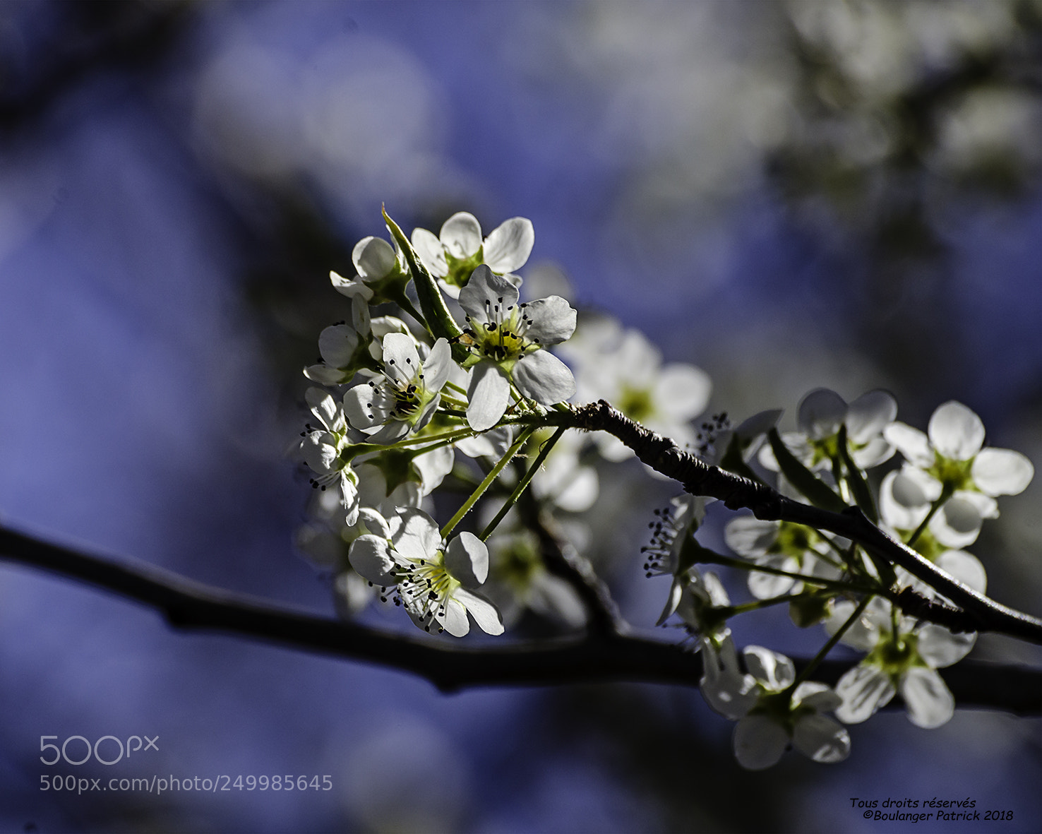 Nikon D7000 sample photo. Fleur photography