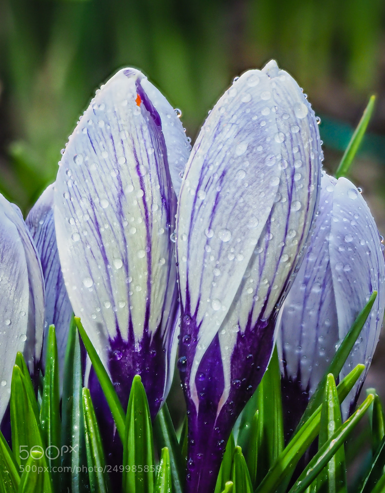 Olympus OM-D E-M1 Mark II sample photo. Focus stacking photography