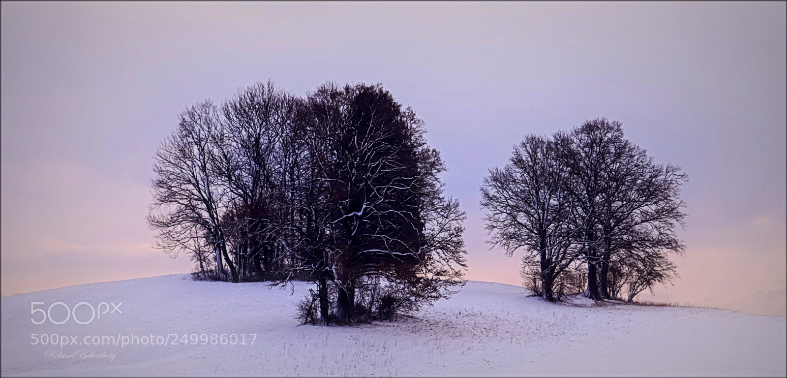 Sony a6000 sample photo. Trees photography