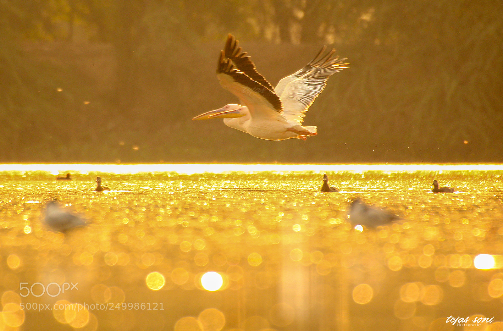 Canon EOS 550D (EOS Rebel T2i / EOS Kiss X4) sample photo. Great white pelican photography