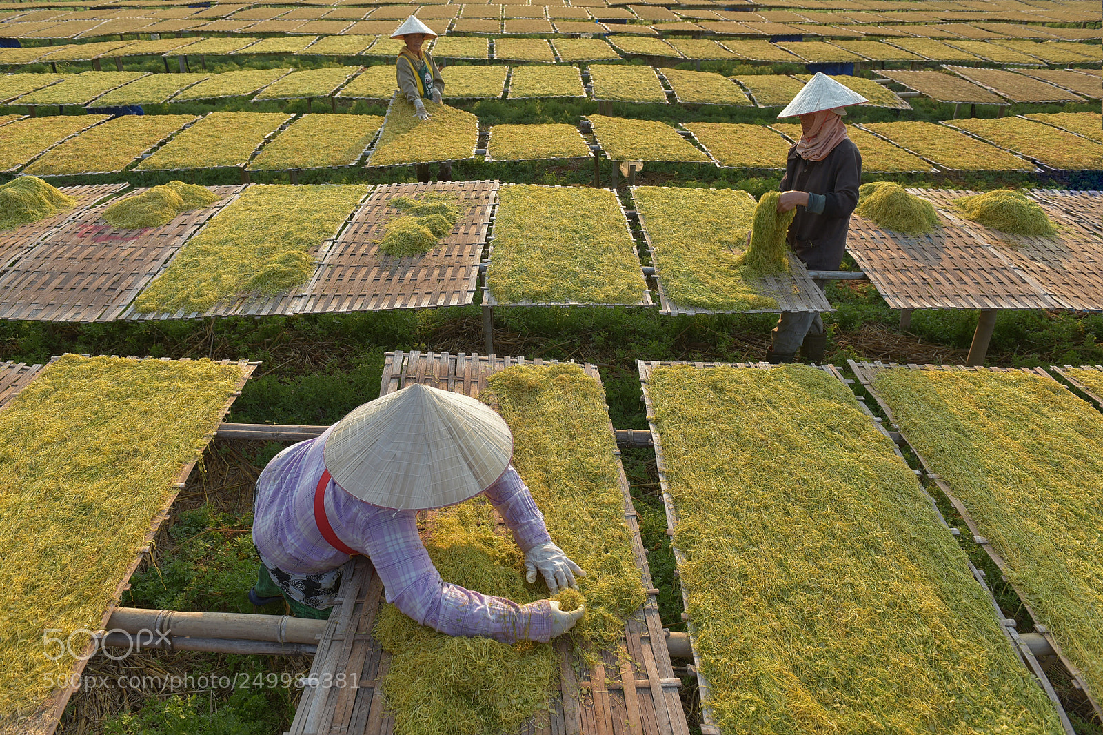 Nikon D750 sample photo. Farmer doing asian tobacco photography