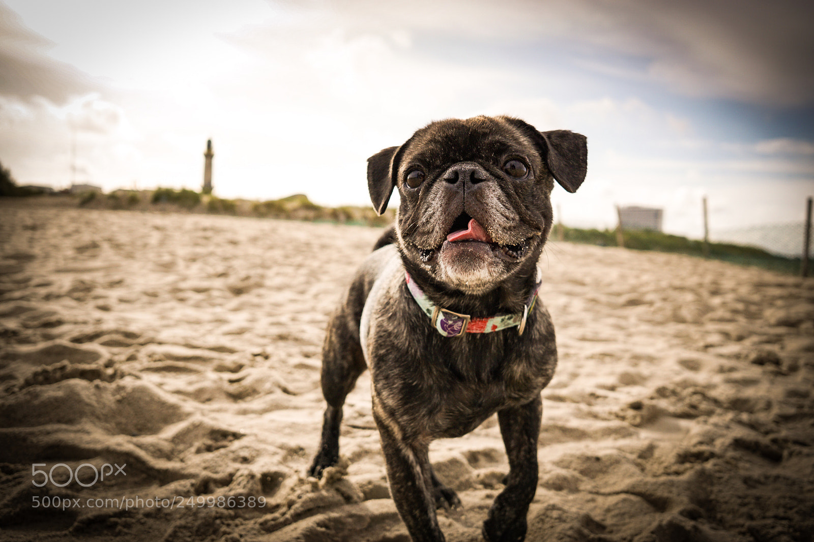 Sony a6000 sample photo. Pugbeach photography