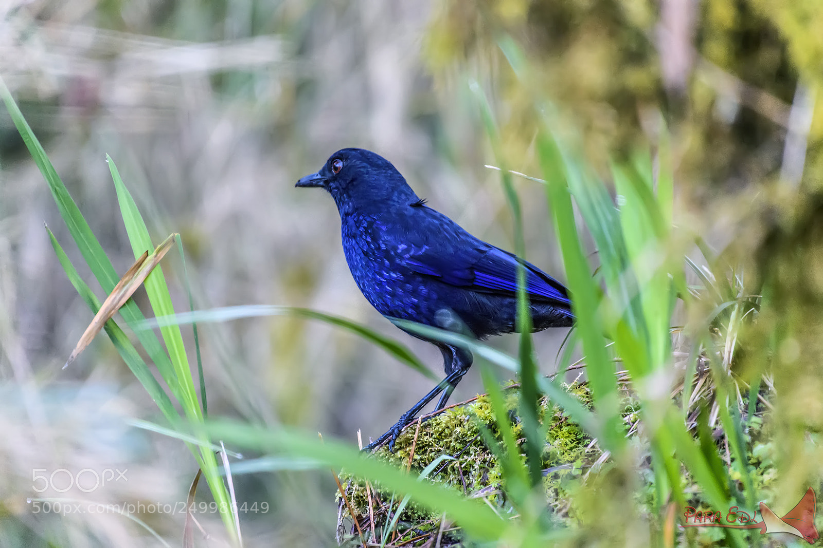 Nikon D5 sample photo. Taiwan whistling thrush photography