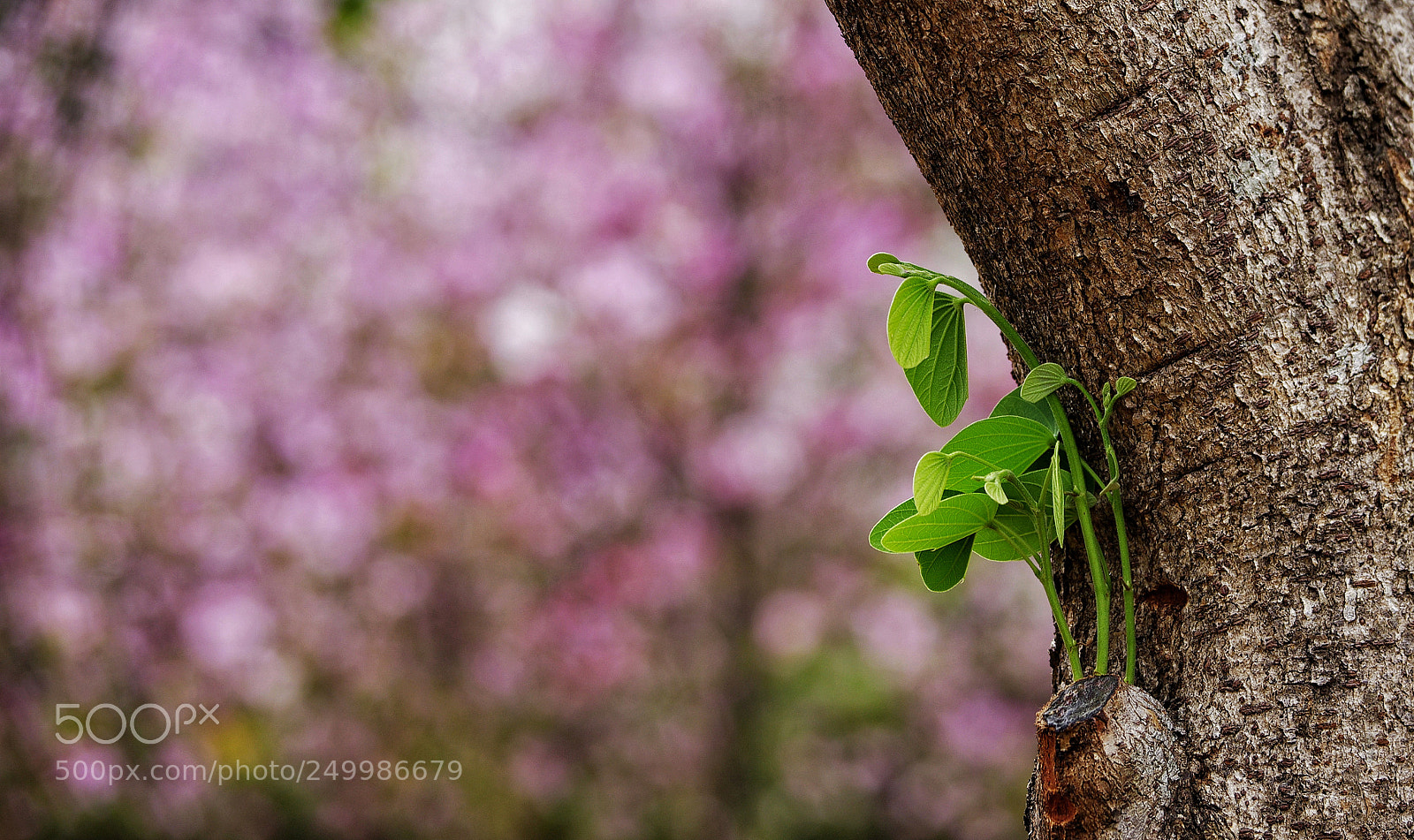 Pentax K-5 sample photo. A little green in photography