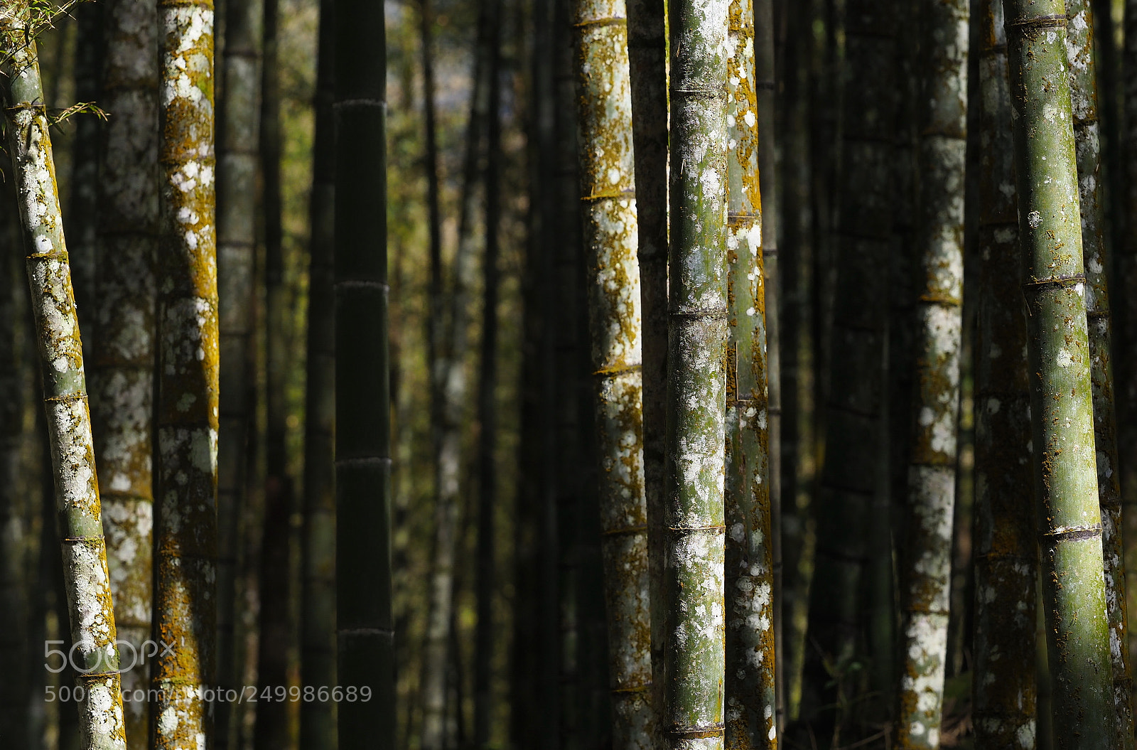 Olympus OM-D E-M1 Mark II sample photo. Old bamboo grove photography