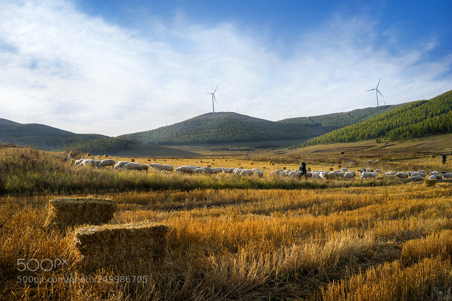 Sony a7 II sample photo. Sheep in the autumn photography