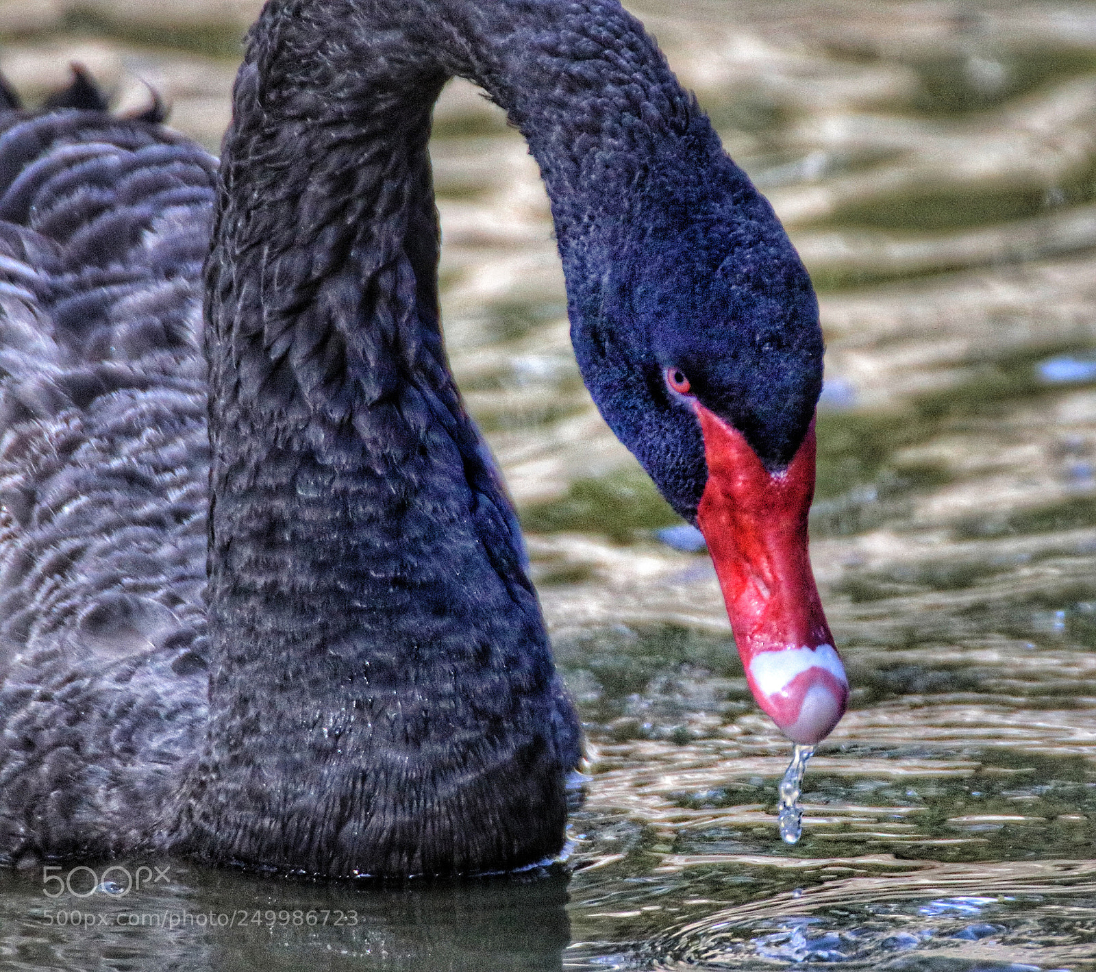 Canon EOS 80D sample photo. Black swan photography
