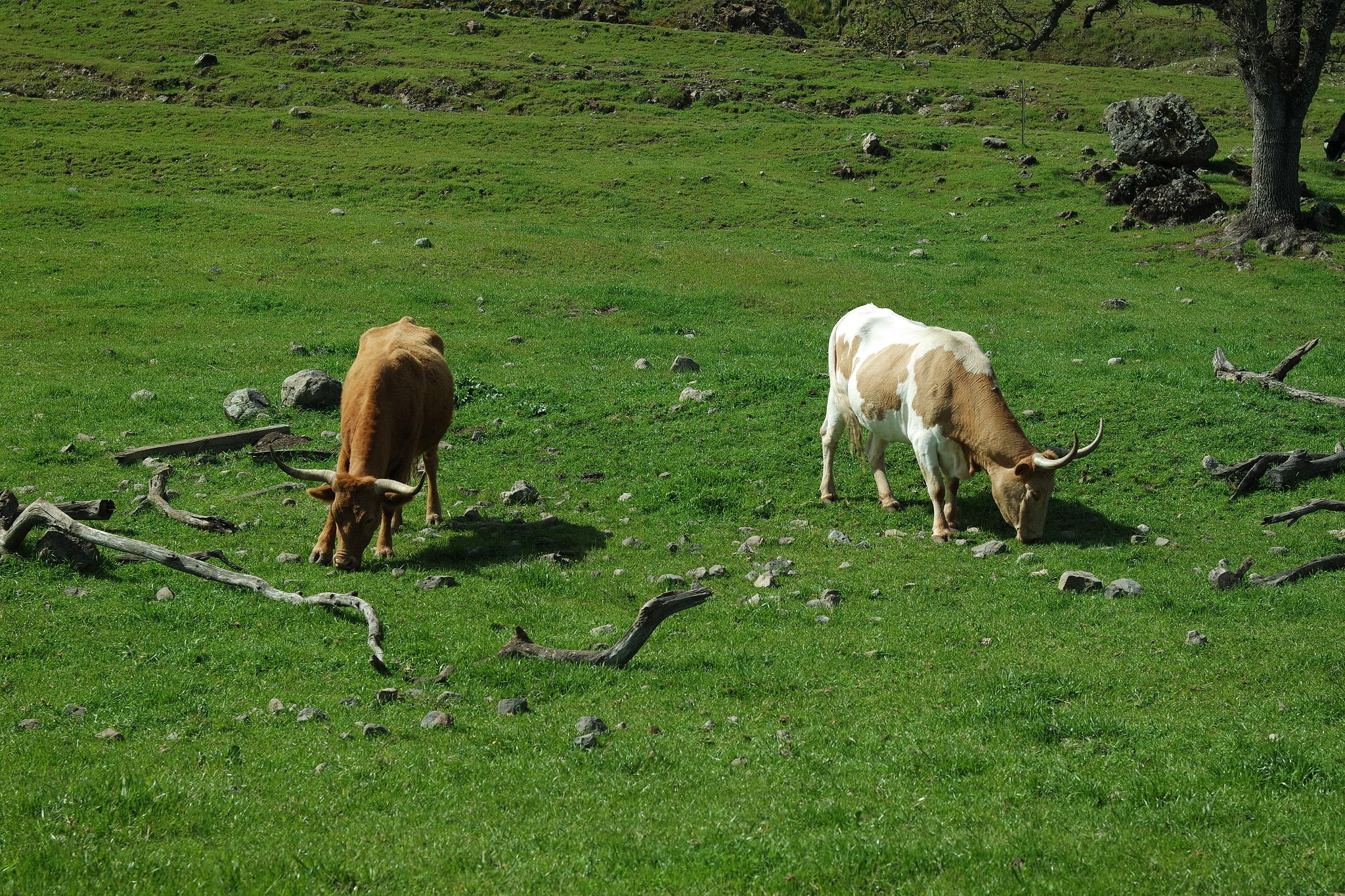 Samsung NX3300 sample photo. 2 cows photography
