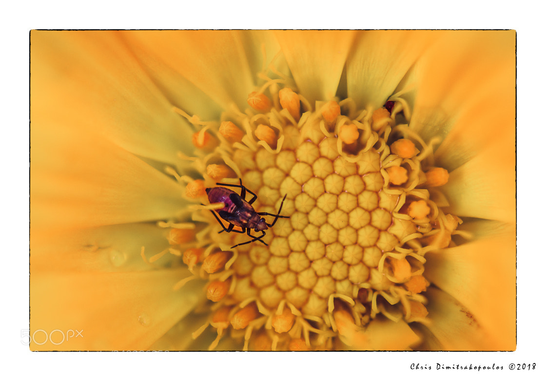Nikon D7000 sample photo. Calendula is a healthy photography