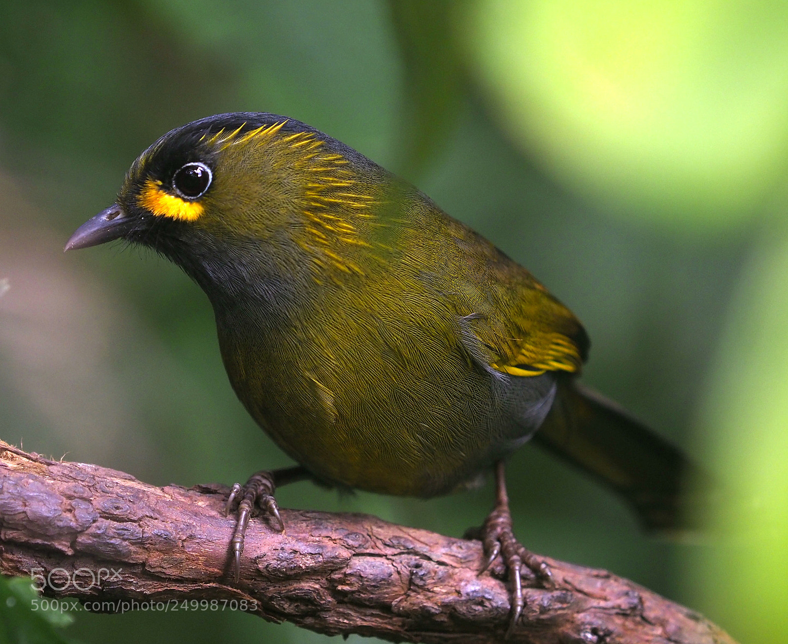 Olympus OM-D E-M1 Mark II sample photo. Delightful bird photography