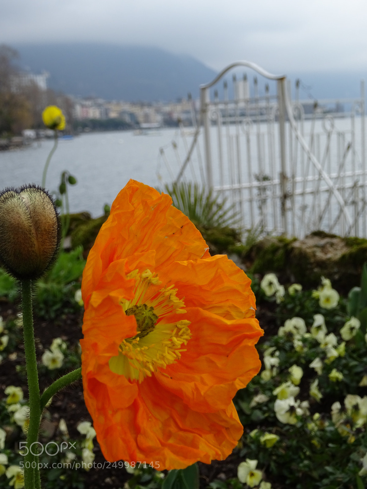 Sony DSC-HX60V sample photo. Welcome spring photography