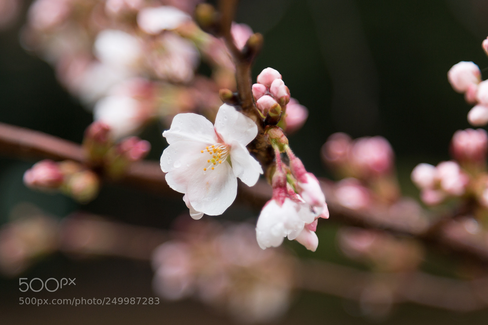 Canon EOS 70D sample photo. Cherry blossom photography