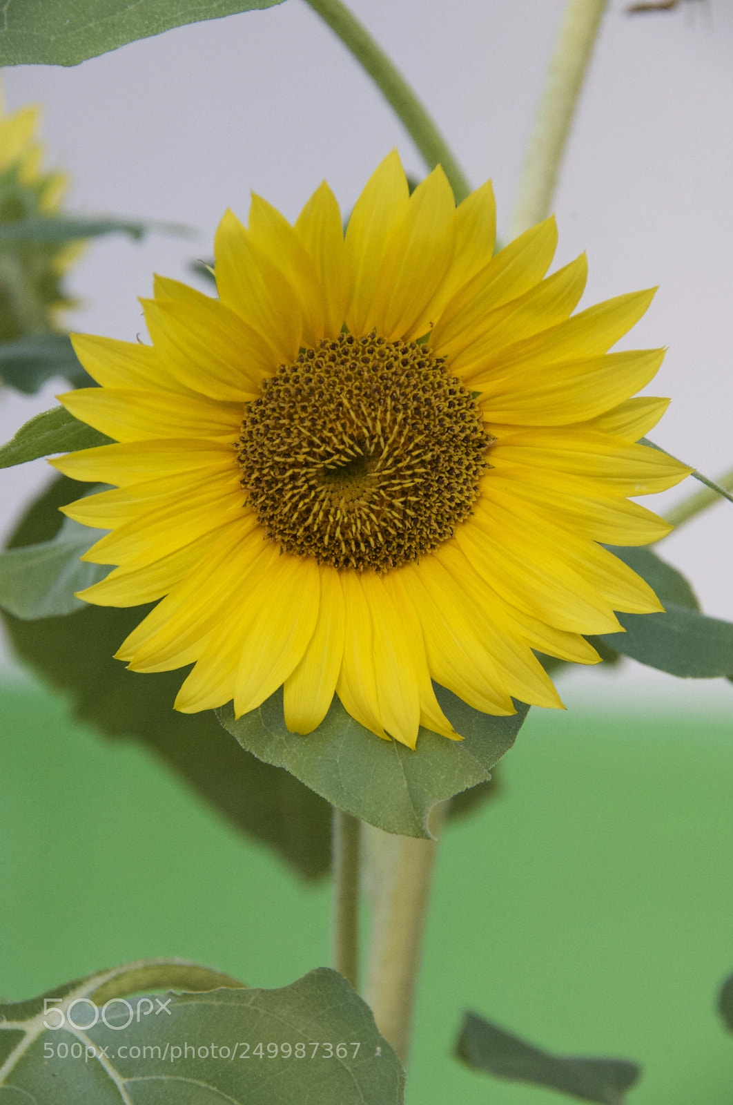 Nikon D3 sample photo. Bright and yellow photography