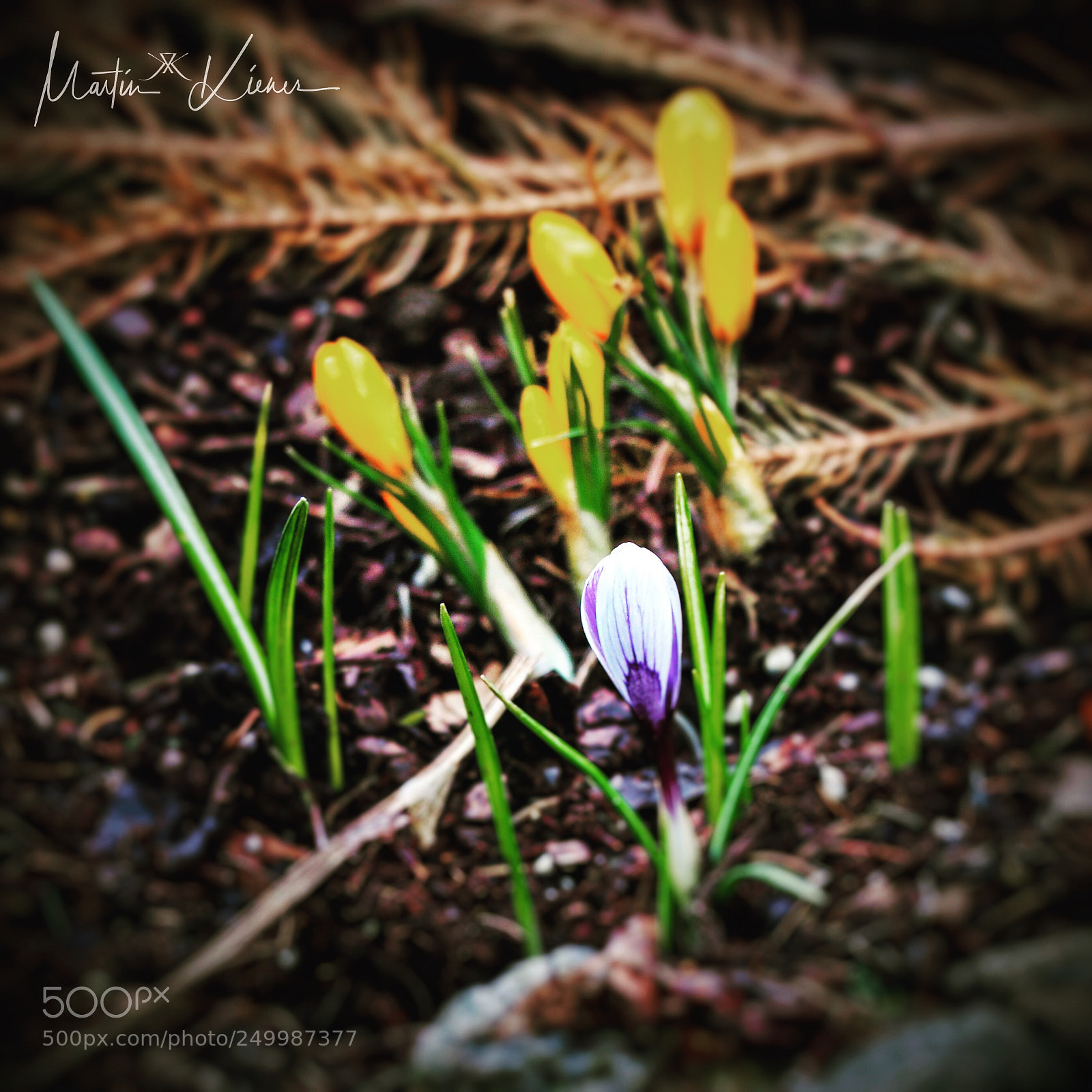 Olympus OM-D E-M1 Mark II sample photo. The arrival of spring?! photography