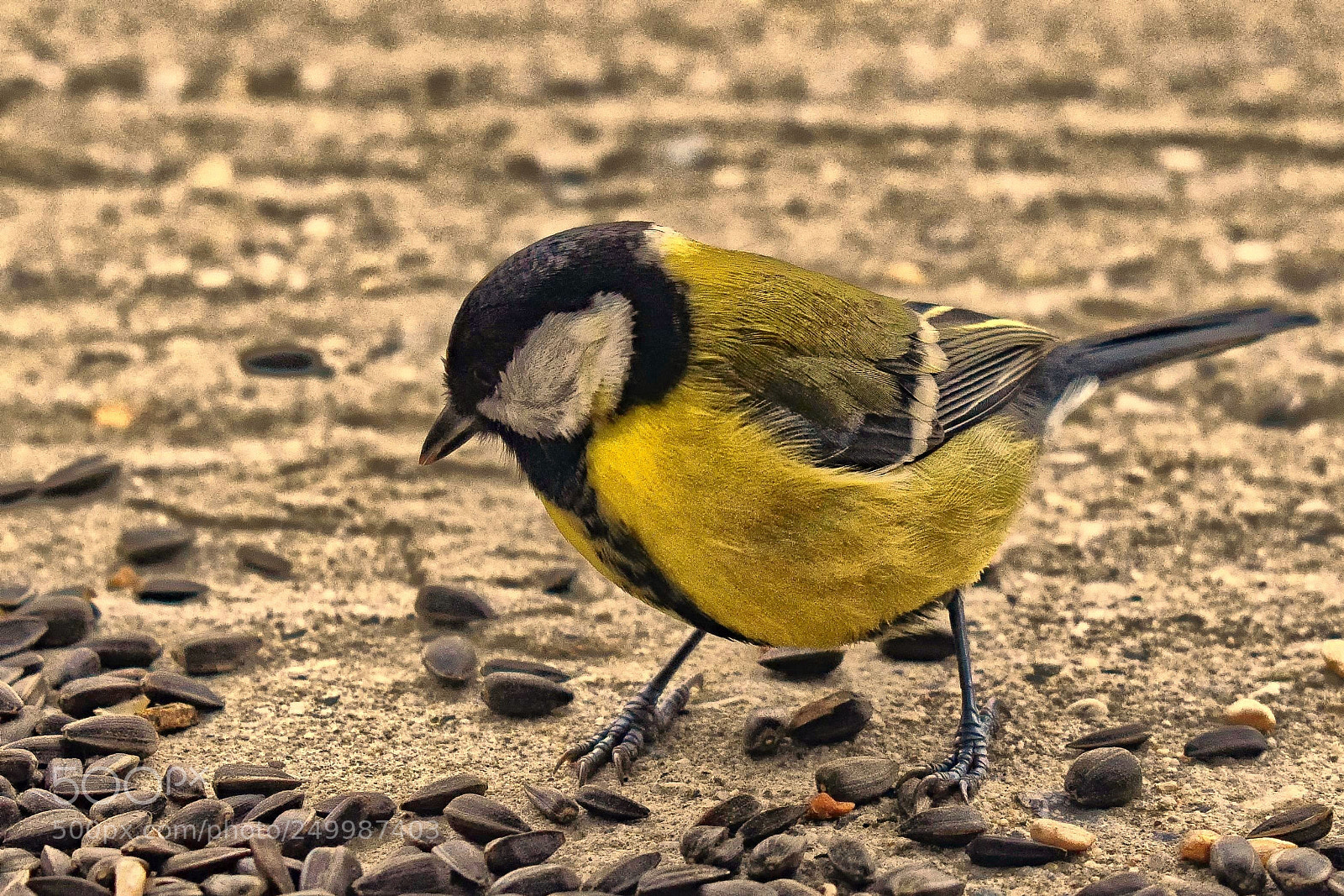 Nikon D3300 sample photo. Bird..... photography