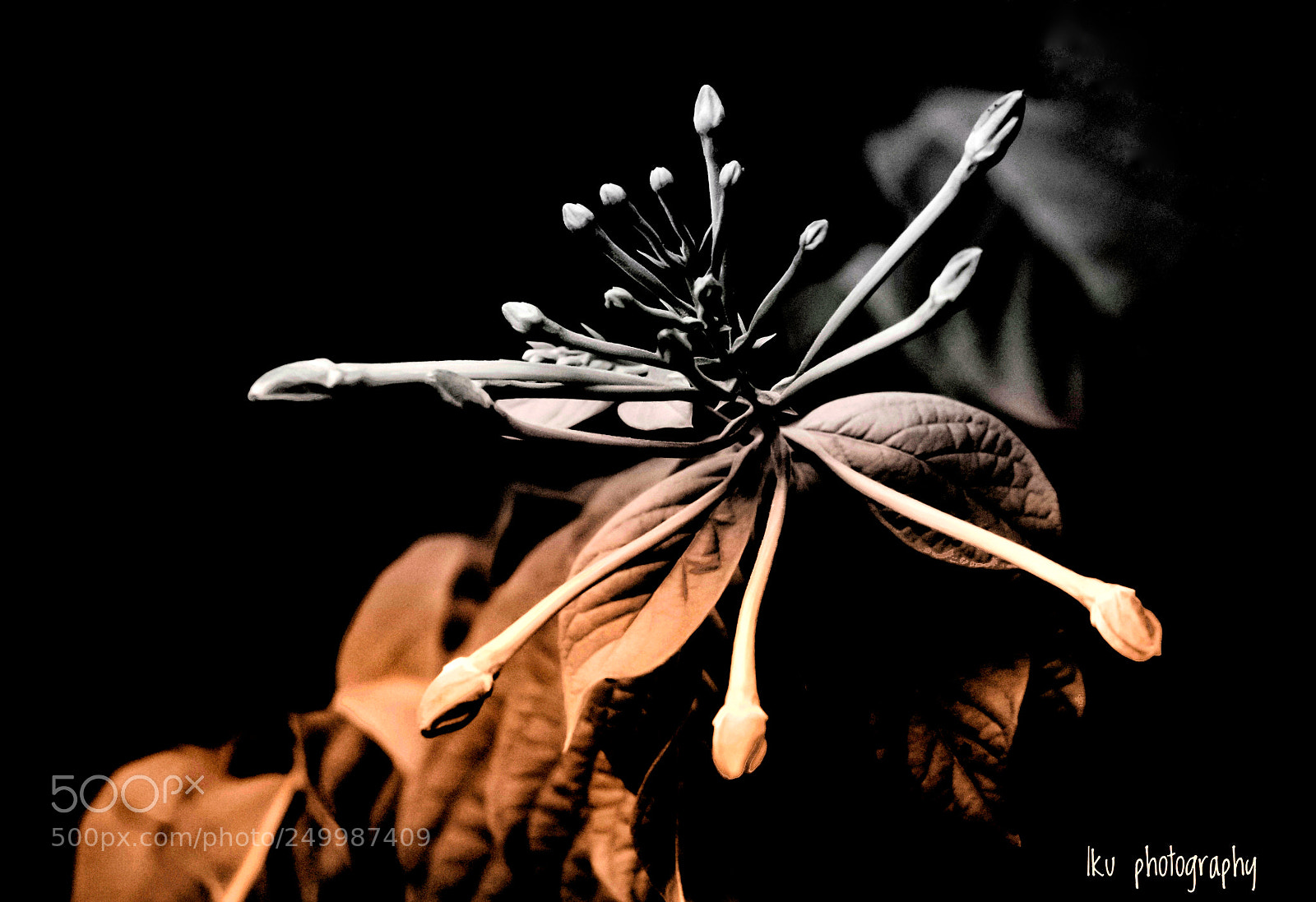 Sony a6000 sample photo. Dance of flowers photography