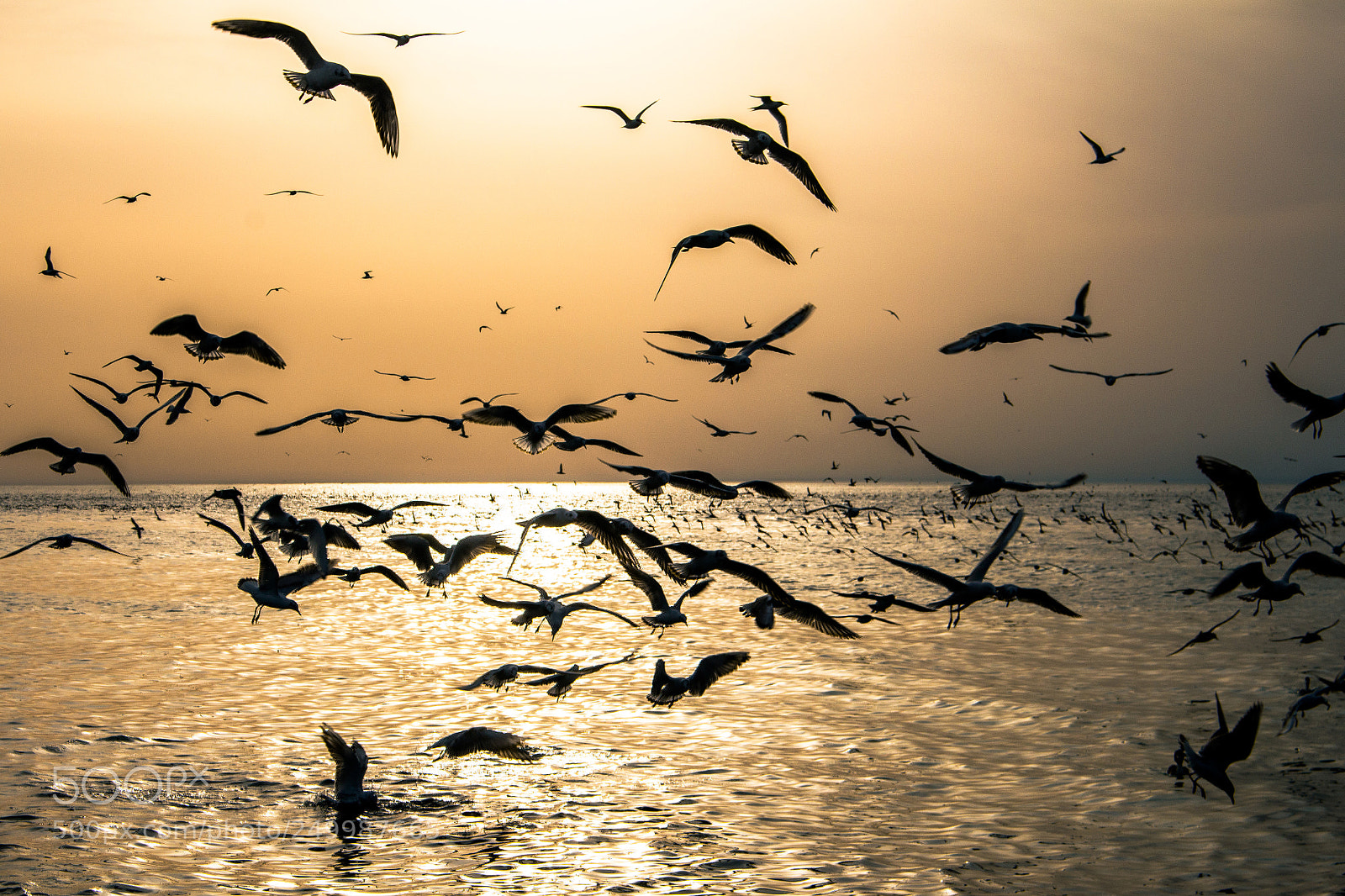 Canon EOS 700D (EOS Rebel T5i / EOS Kiss X7i) sample photo. Seagulls photography