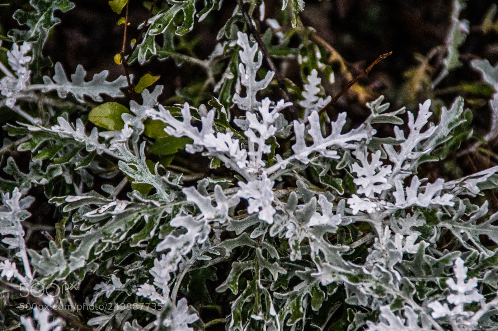 Sony a5100 sample photo. Walking in castione della photography