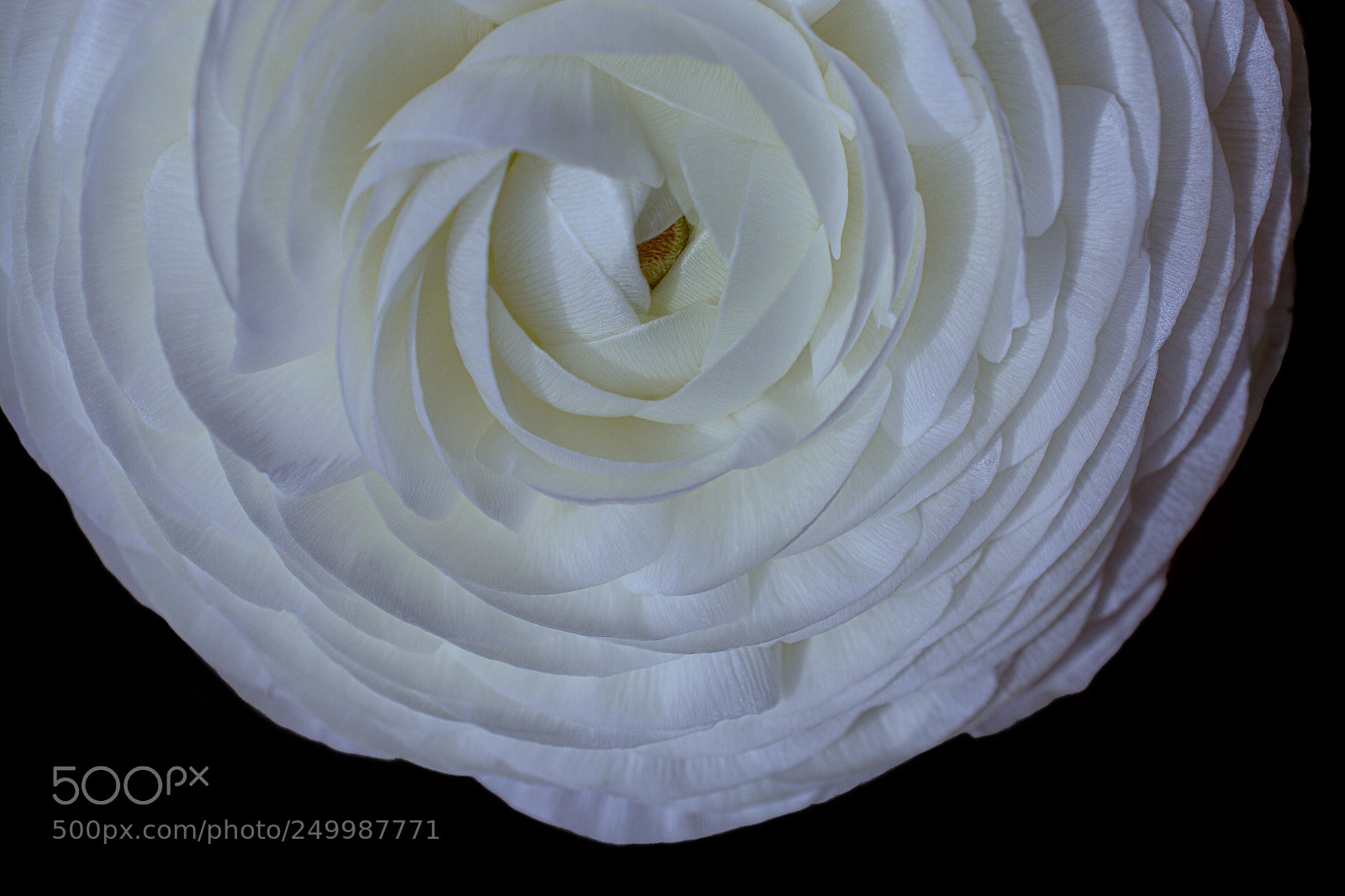 Nikon D7100 sample photo. Glory  photography