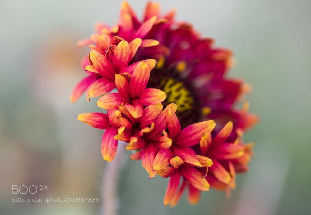 Nikon D850 sample photo. Flower photography