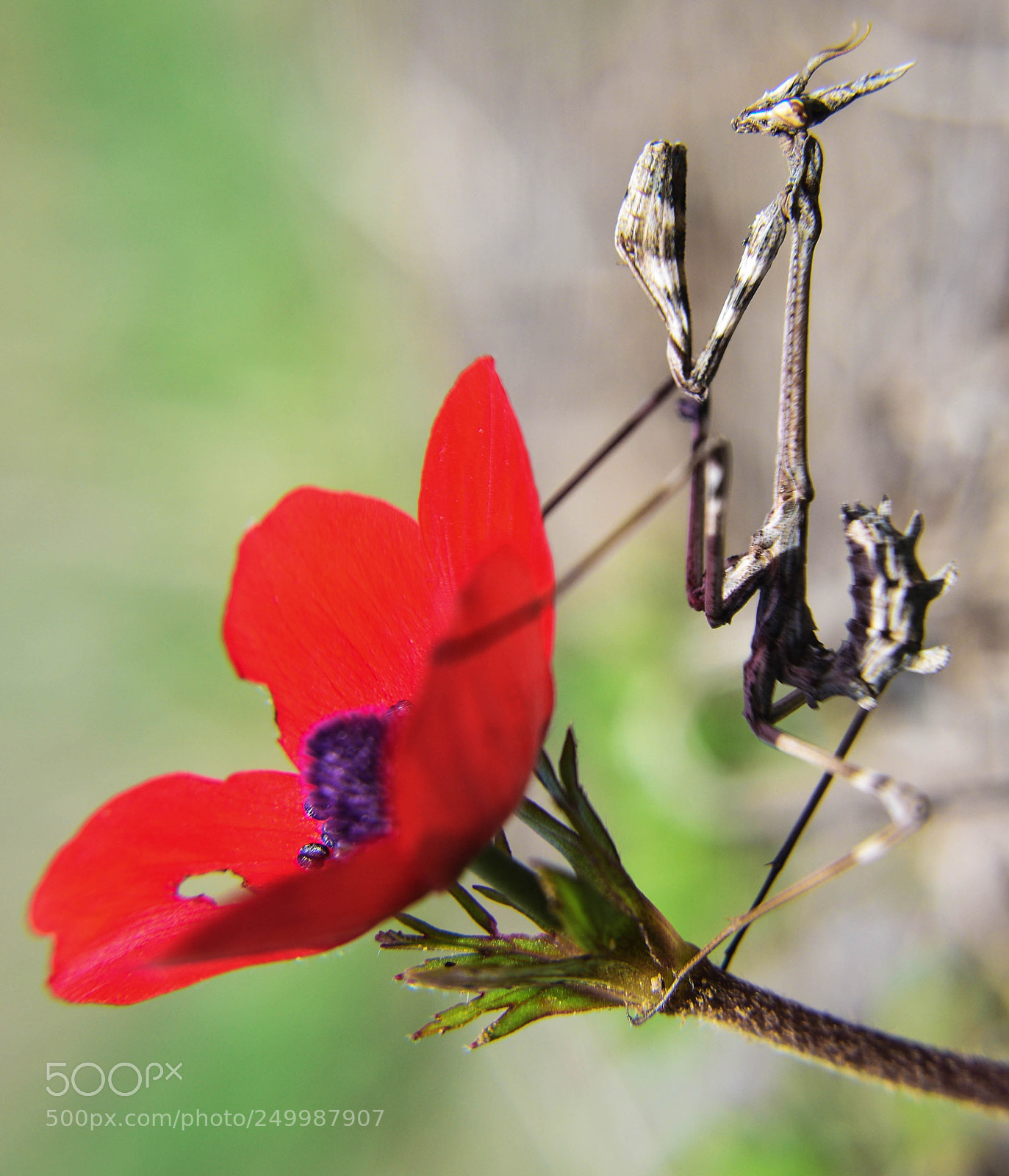 Nikon D5300 sample photo. Mantis photography