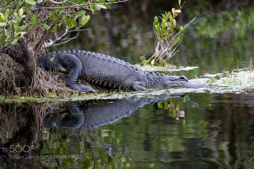 Canon EOS 5D Mark IV sample photo. Reflecting gator photography