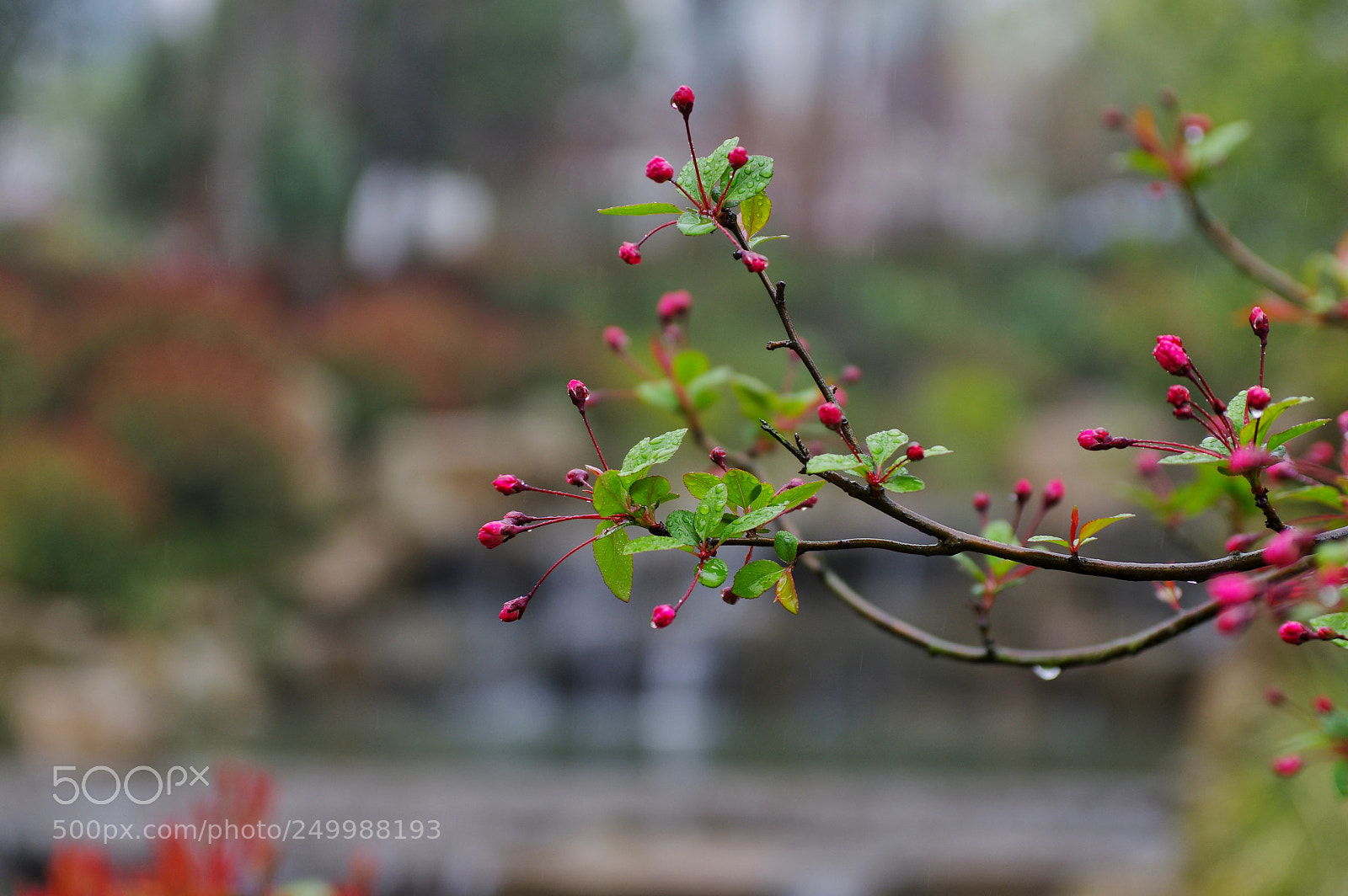 Pentax K-3 II sample photo. Untitled photography