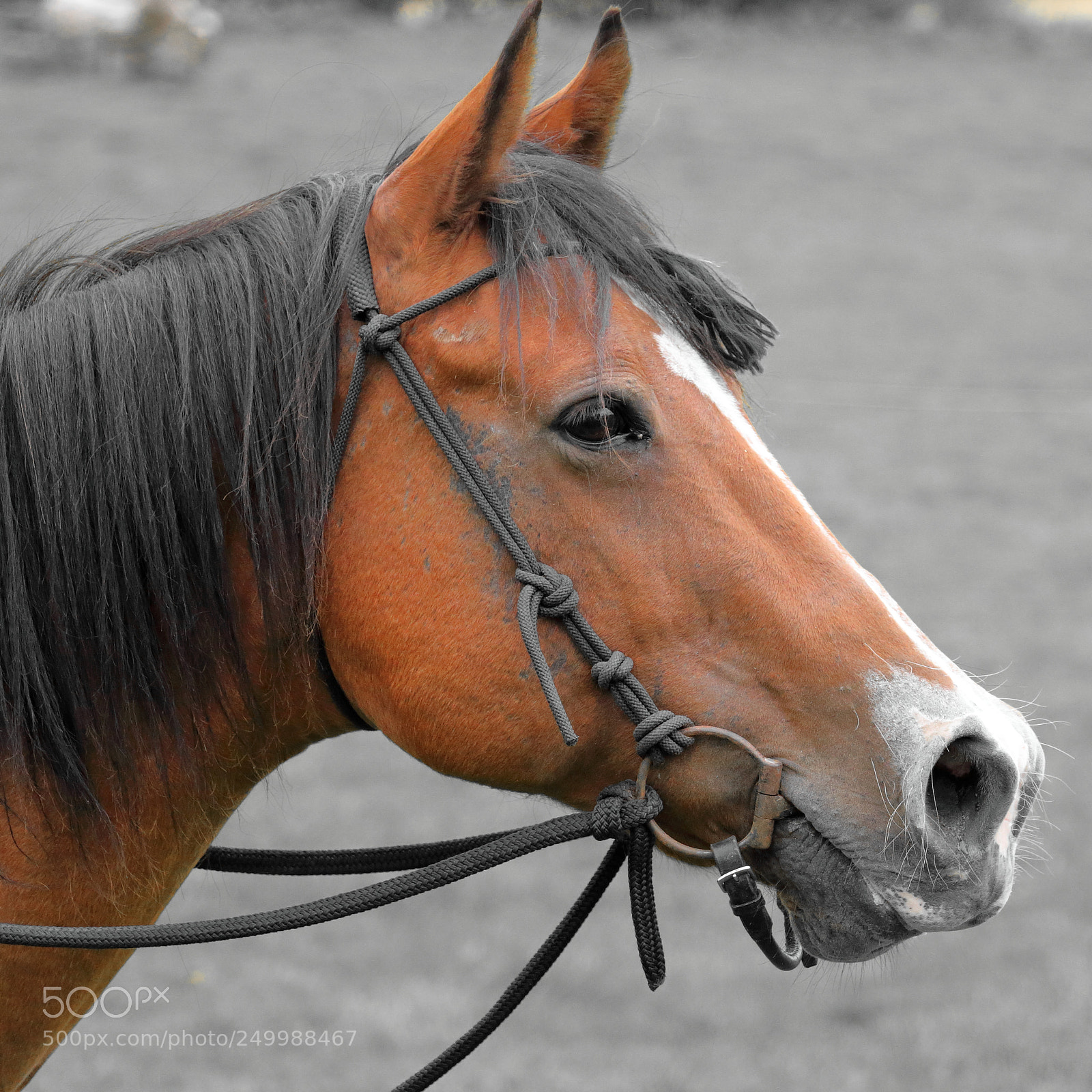 Canon EOS 70D sample photo. Cowboy challenge head start photography