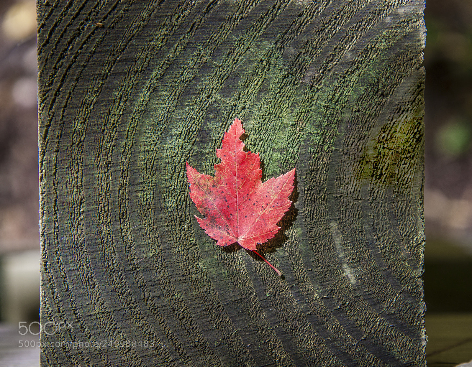 Canon EOS 500D (EOS Rebel T1i / EOS Kiss X3) sample photo. That one leaf photography