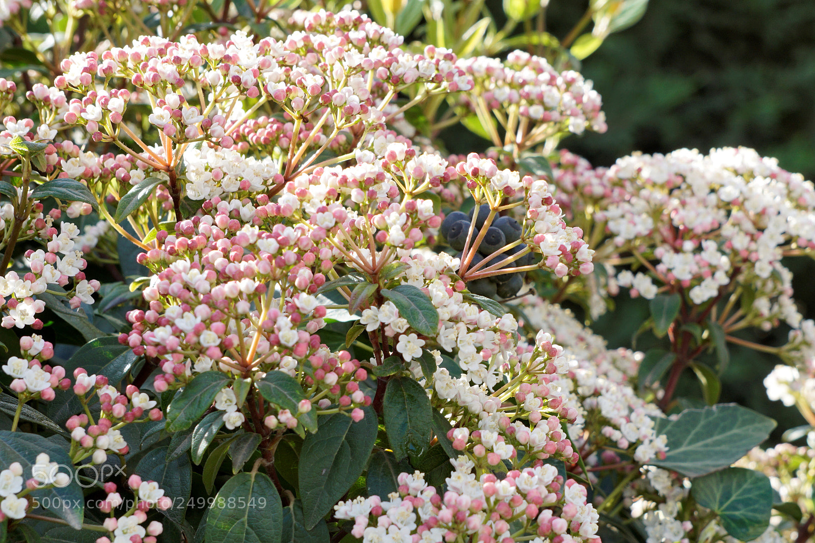 Sony a6000 sample photo. Spring is coming... photography
