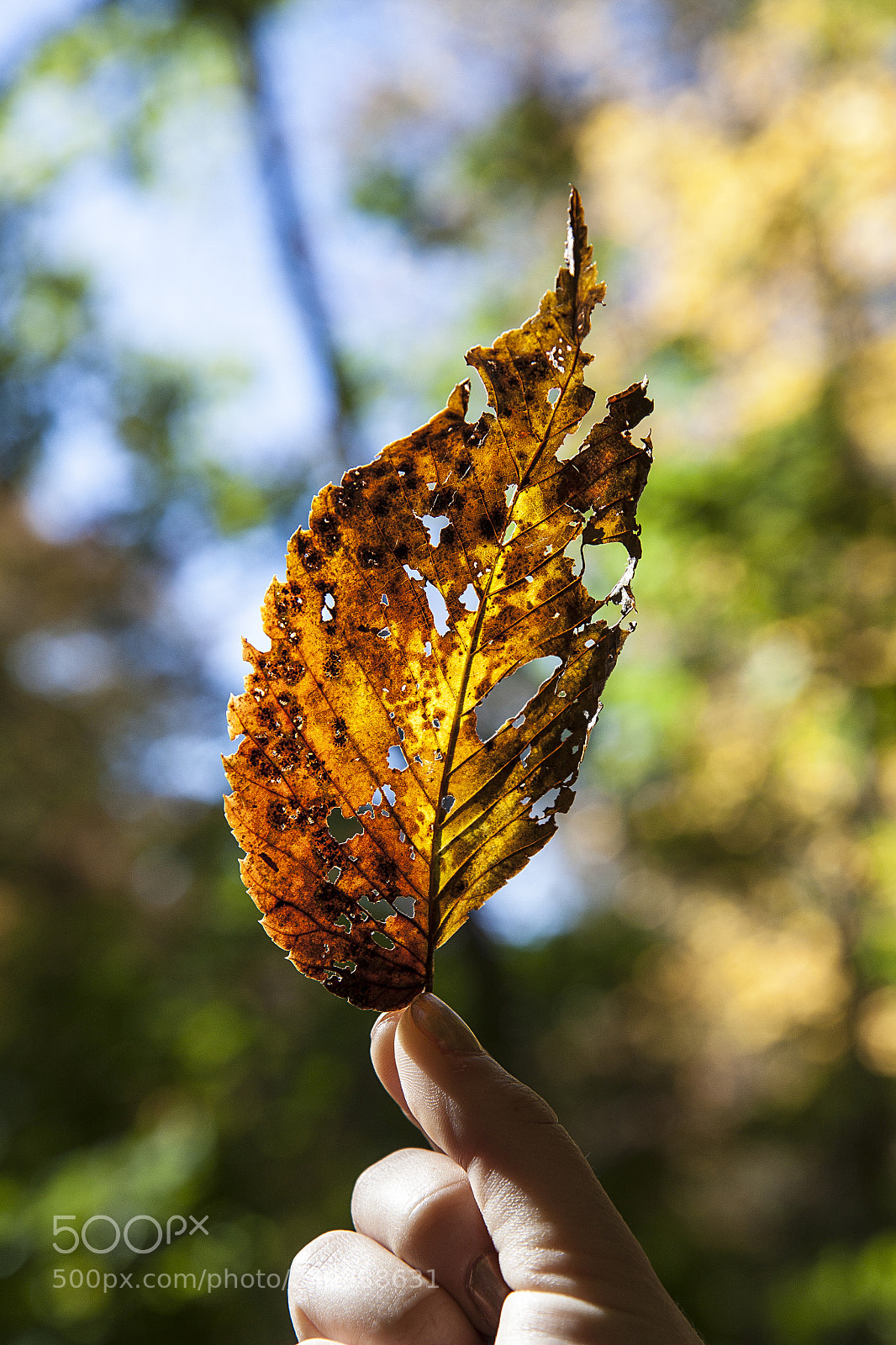 Canon EOS 500D (EOS Rebel T1i / EOS Kiss X3) sample photo. The flames of autumn photography