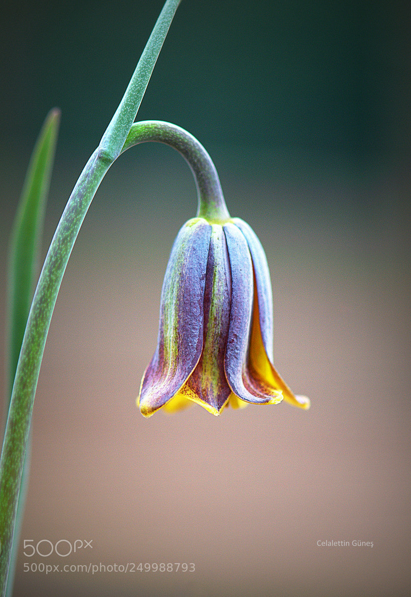 Nikon D300 sample photo. Fritillaria elwesii photography