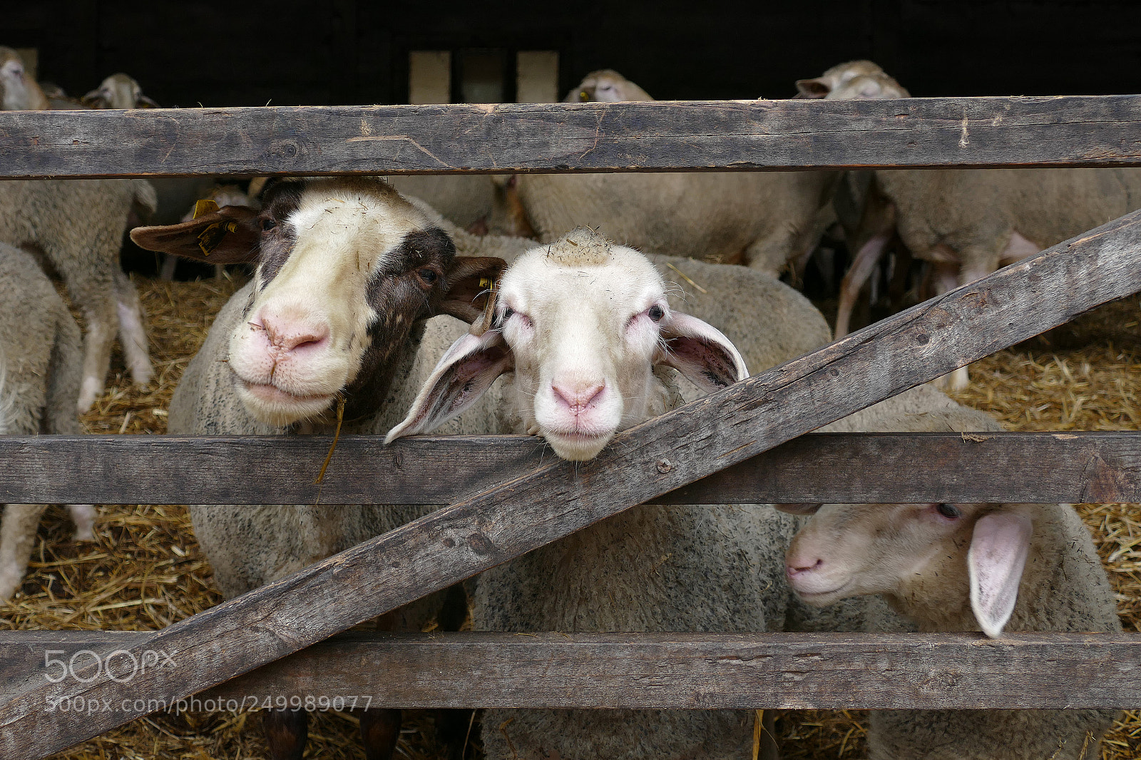 Panasonic Lumix DMC-FZ1000 sample photo. Sheep - schafe photography