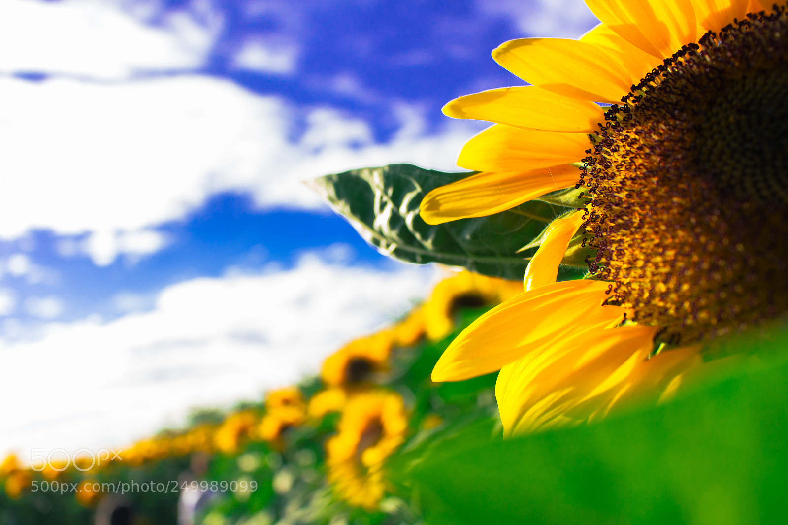 Canon EOS 700D (EOS Rebel T5i / EOS Kiss X7i) sample photo. Sunshine photography
