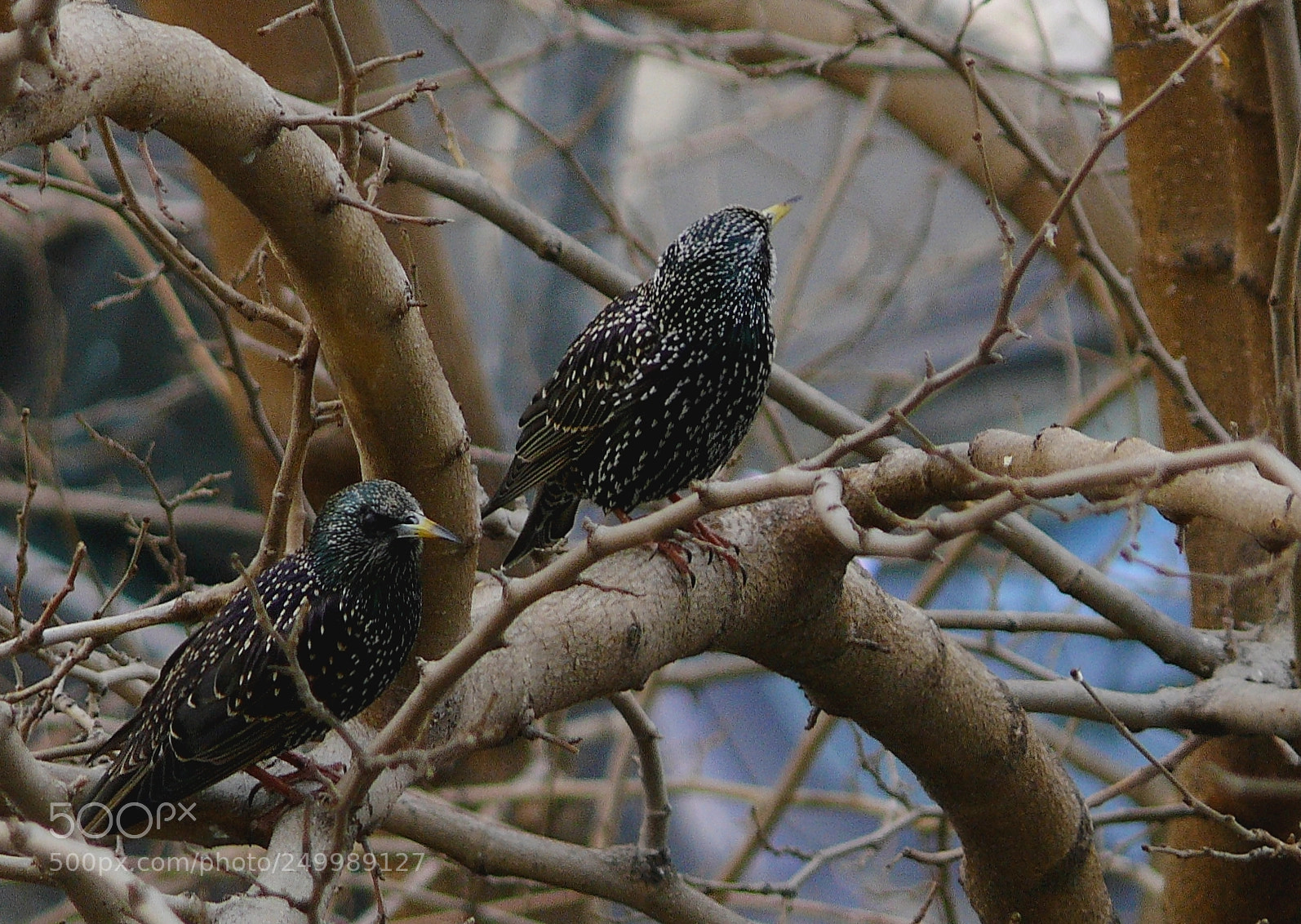 Panasonic DMC-FZ50 sample photo. Common starling, sturnus vulgaris photography