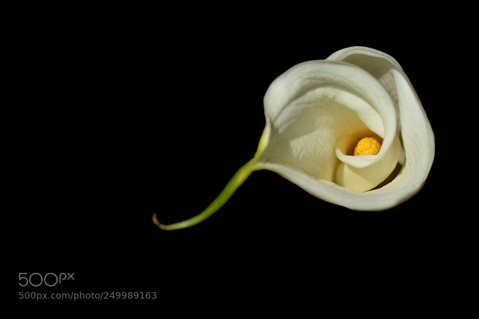 Nikon D7100 sample photo. Cala lily  photography