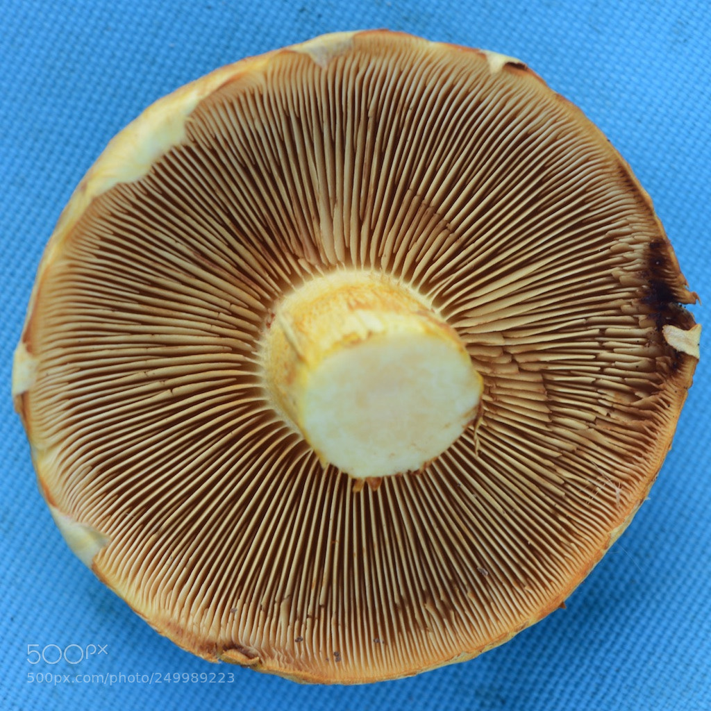 Nikon D600 sample photo. Mushroom photography