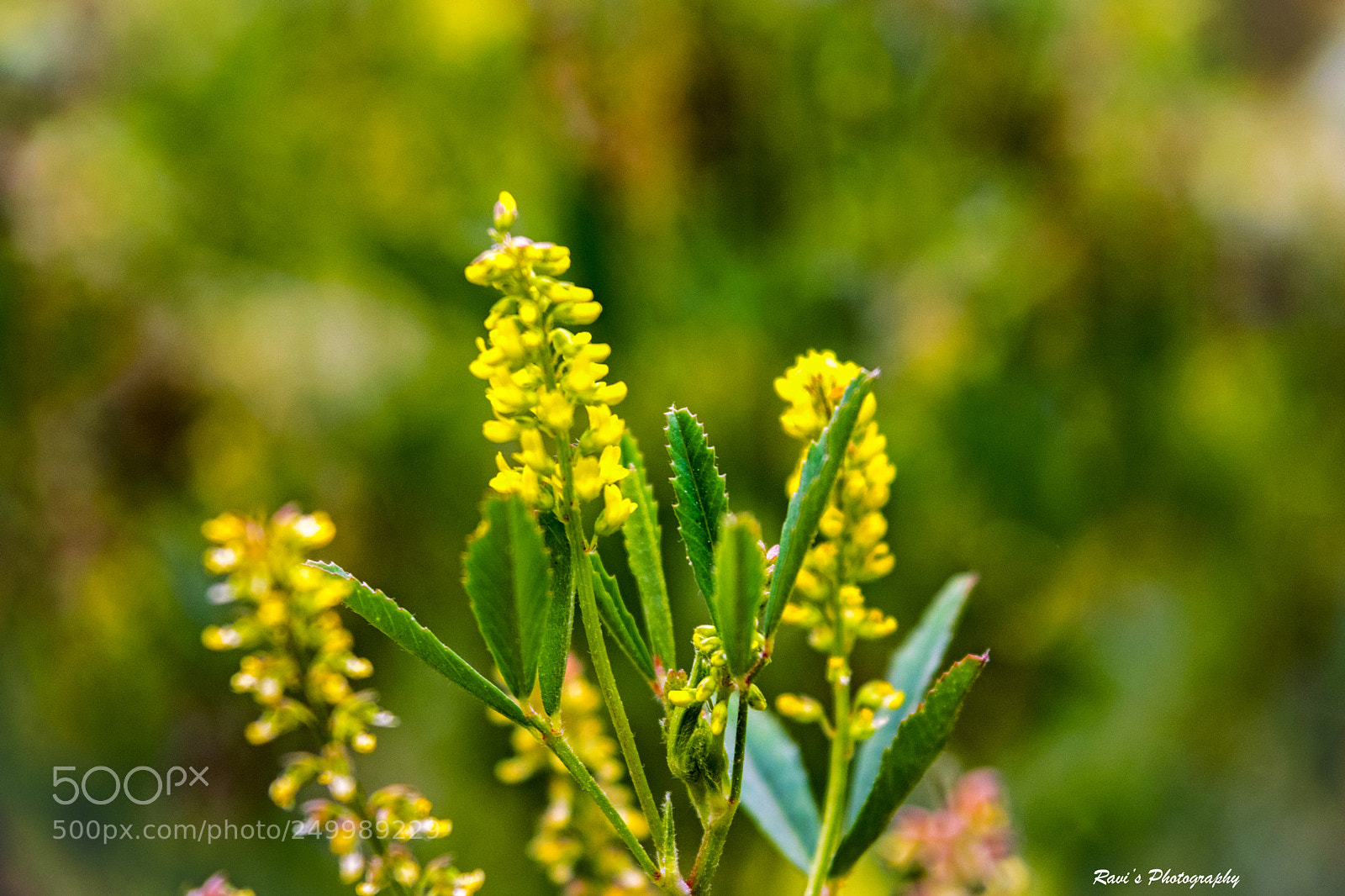 Nikon D5300 sample photo. Flowers photography