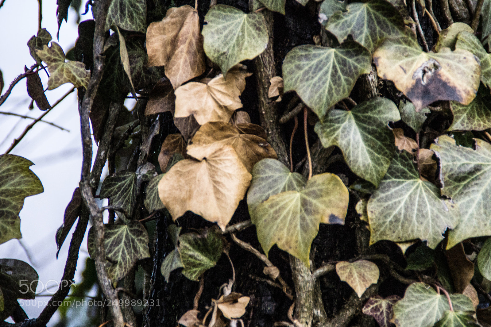 Sony a5100 sample photo. Walking in castione della photography
