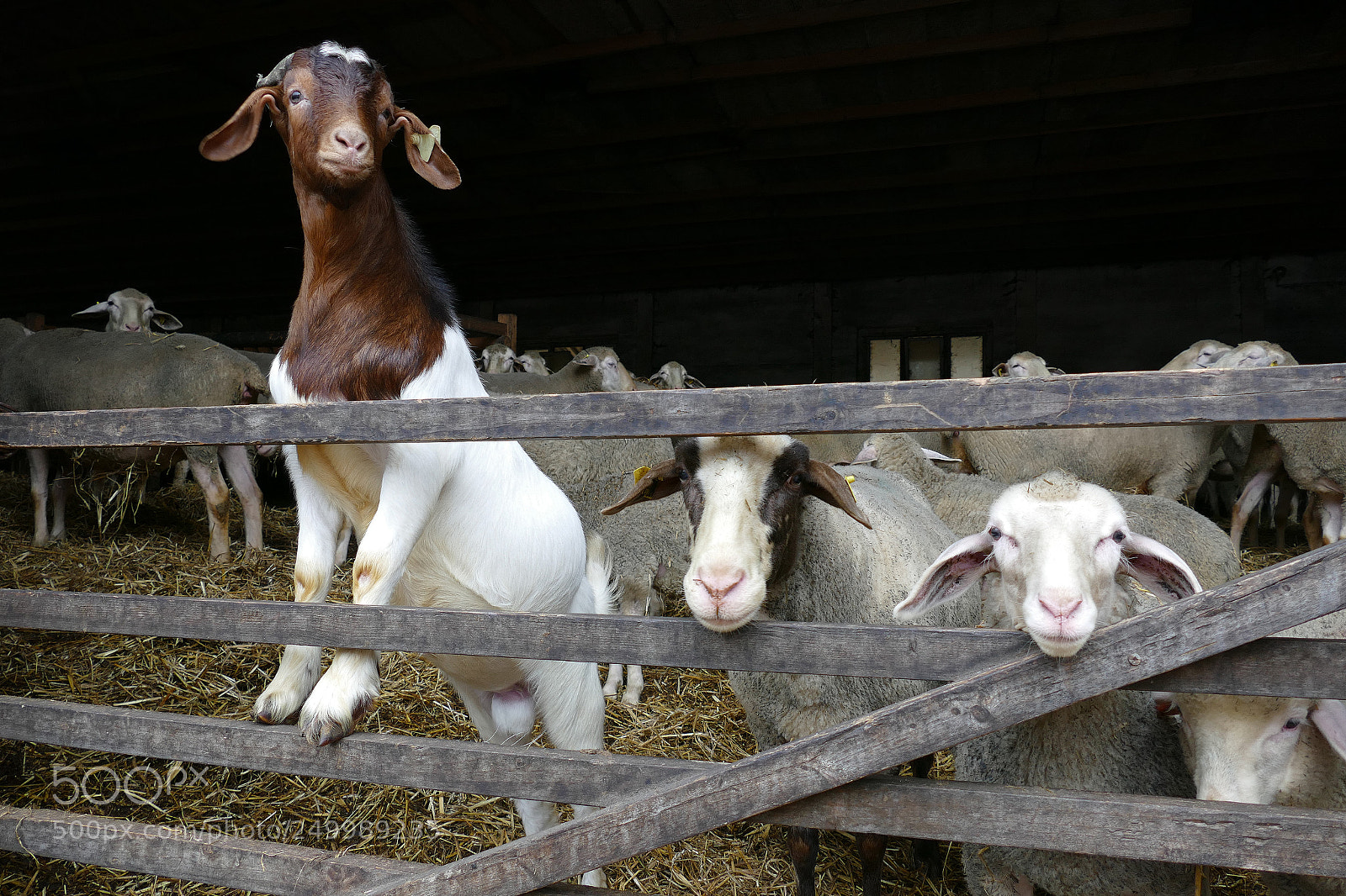 Panasonic Lumix DMC-FZ1000 sample photo. Goat and sheep photography