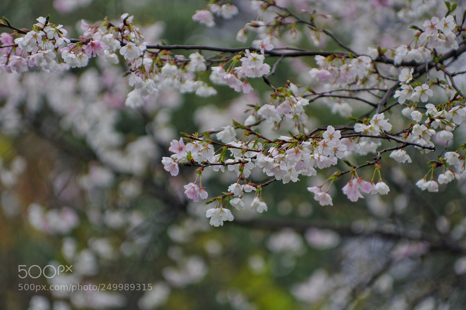 Pentax K-3 II sample photo. Untitled photography
