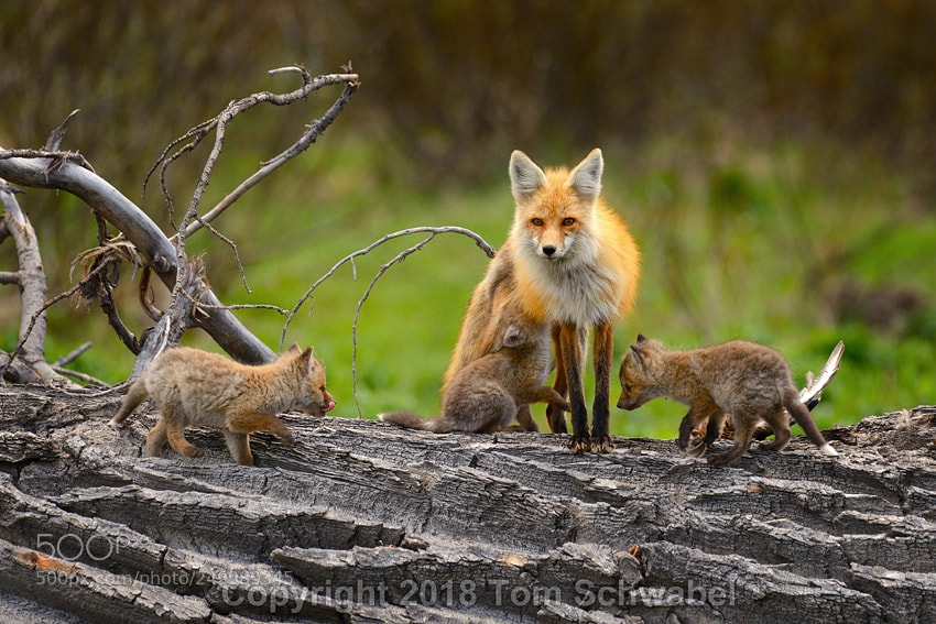 Nikon D800 sample photo. Paws full photography