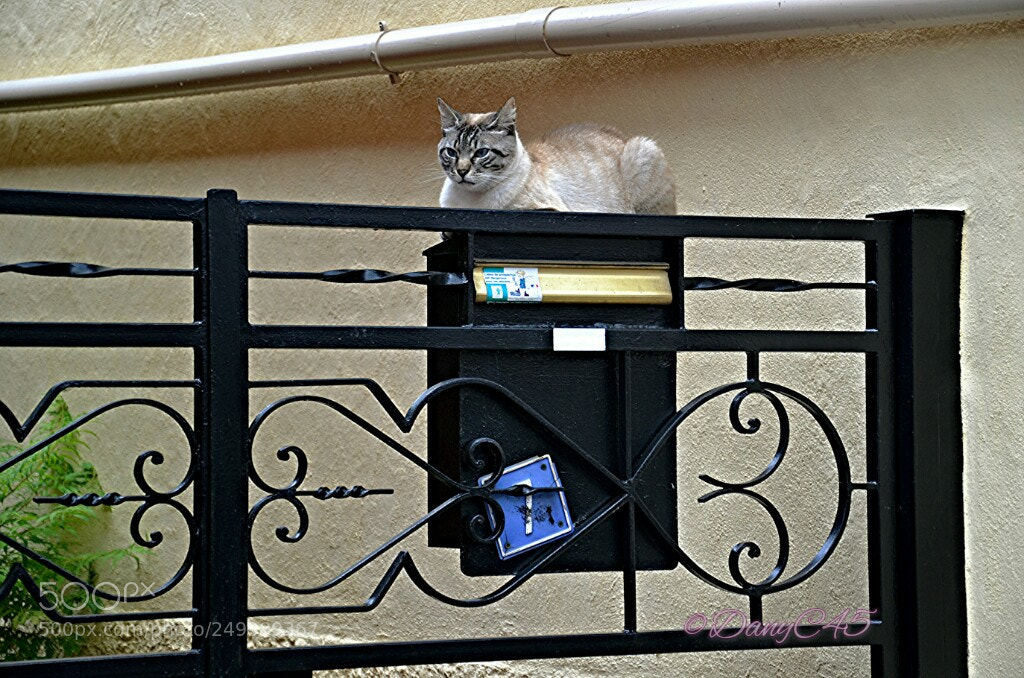 Nikon D5100 sample photo. Chat photography