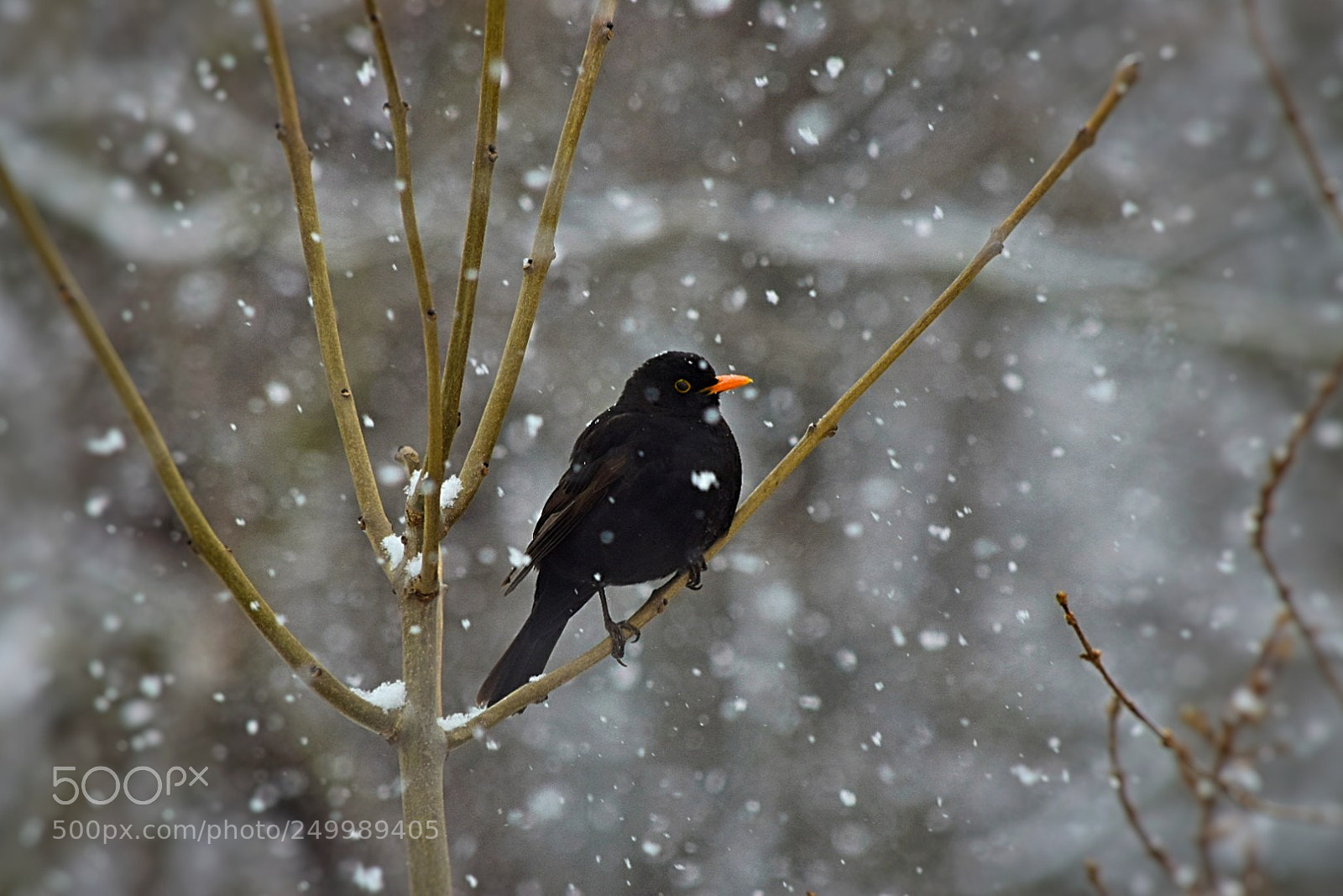 Nikon D5300 sample photo. Frühlingsanfang mit schnee! photography