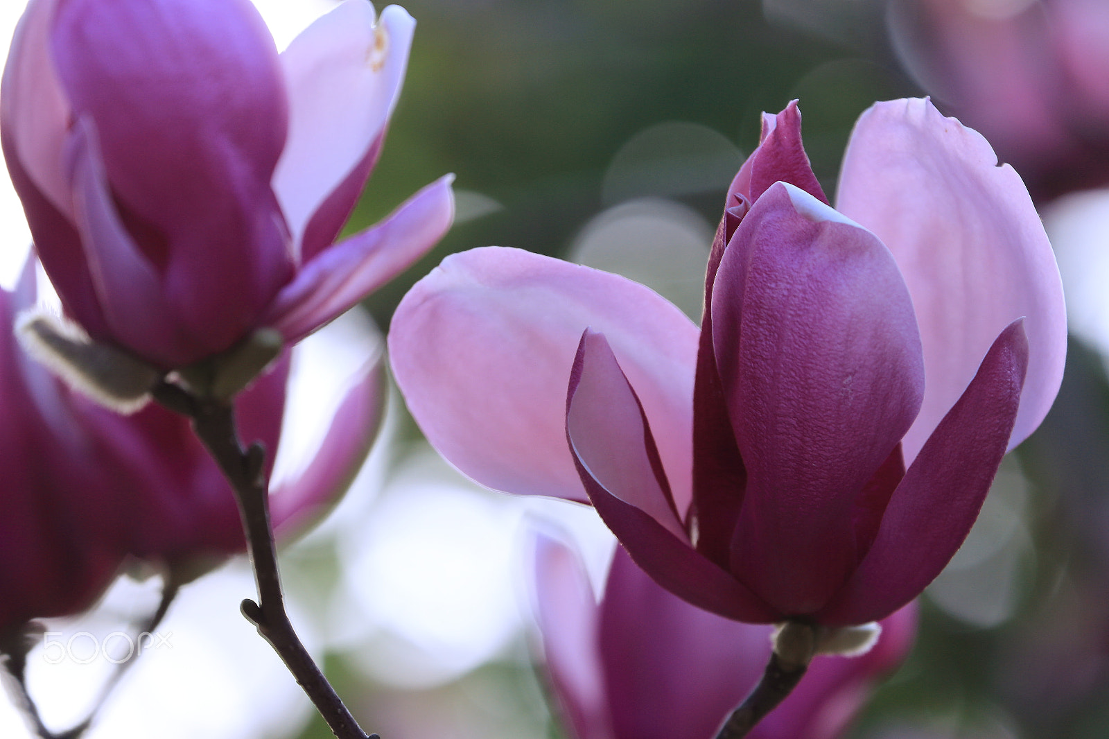 Canon EF 70-300mm F4-5.6L IS USM sample photo. Magnolia photography