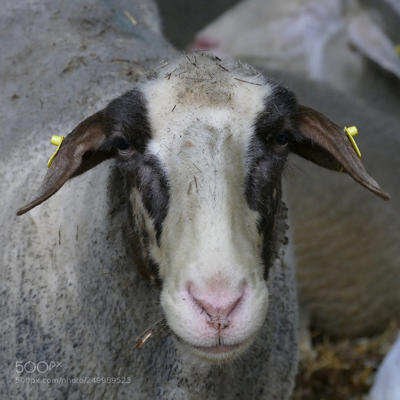 Panasonic Lumix DMC-FZ1000 sample photo. Sheep - schaf photography